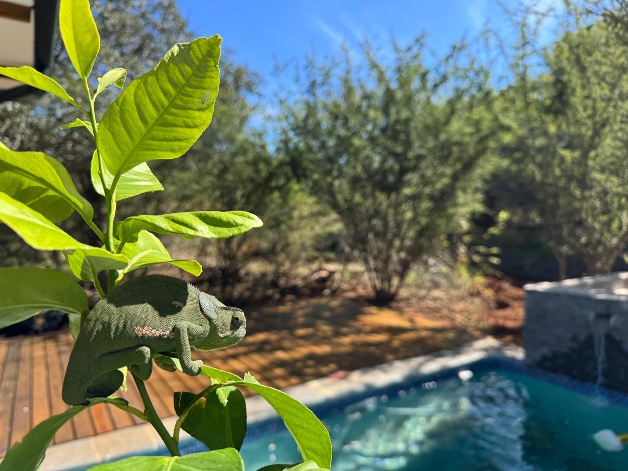 Pumba Manor Hoedspruit — interior and grounds