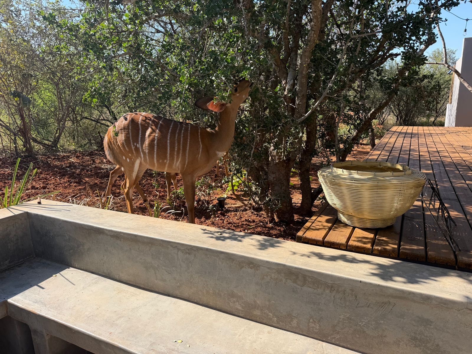 Pumba Manor Hoedspruit — interior and grounds