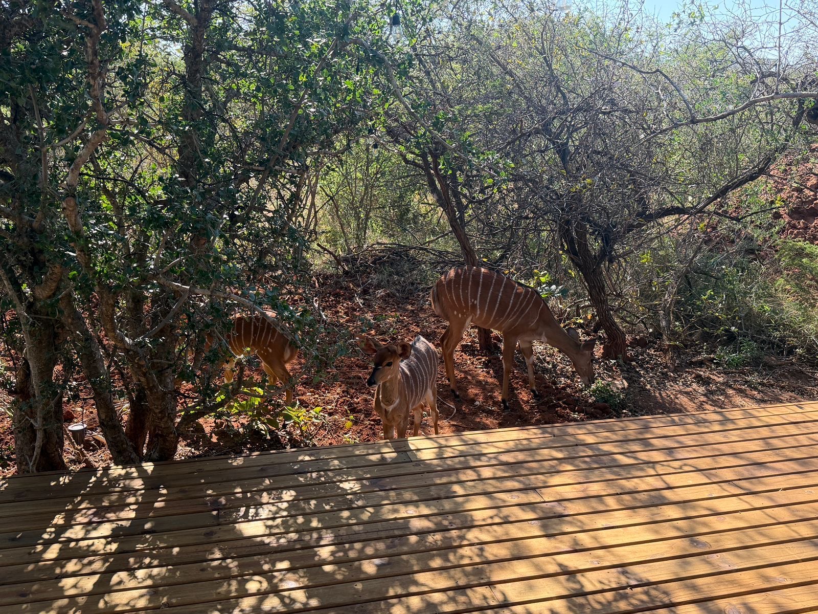 Pumba Manor Hoedspruit — interior and grounds